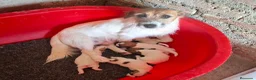 Jack Russell Terrier perros en venta: CACHORROS DE JACK RUSSELL - Anuncio 1