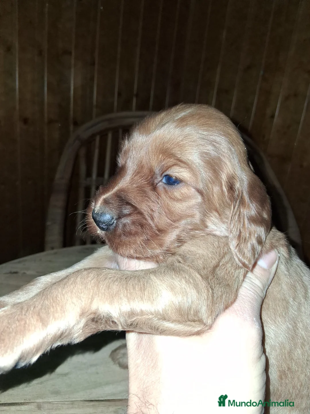 Setter Irlandés Rojo perros en venta: Venta de machitos y hembras de setter irlandés Roj - Anuncio 4