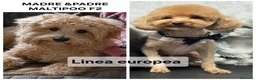 Maltipoo perros en venta: Preciosos Maltipoo - Anuncio 6