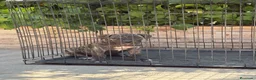 Presa Canario perros en venta: Cachorros machos  - Anuncio 6