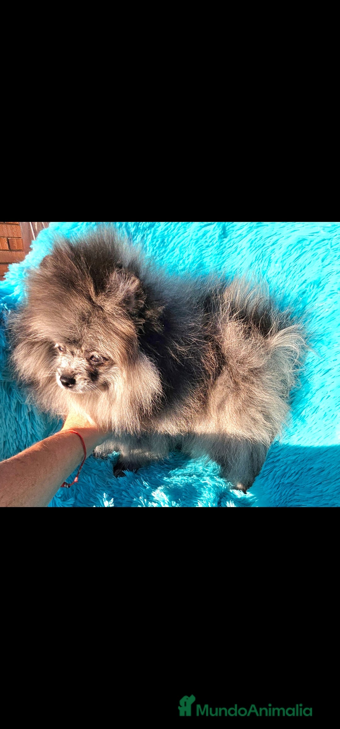 Pomerania perros en venta: Preciosa pomerania merle  - Imagen 8