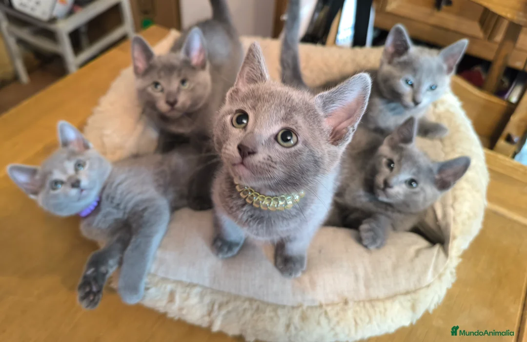 Azul Ruso gatos en venta: Gatitos azul ruso  - Anuncio 6