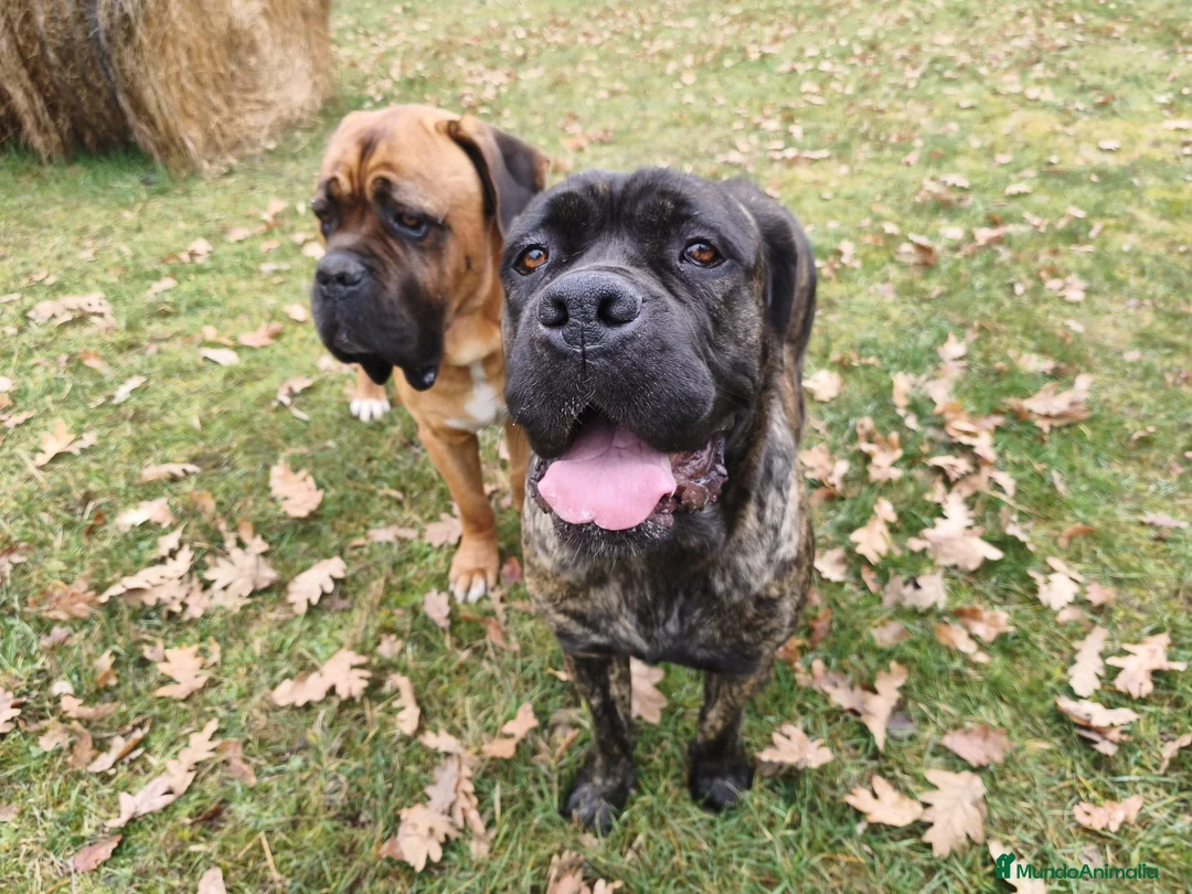 Cane Corso perros en venta: Macho Cane corso leonado  - Anuncio 1