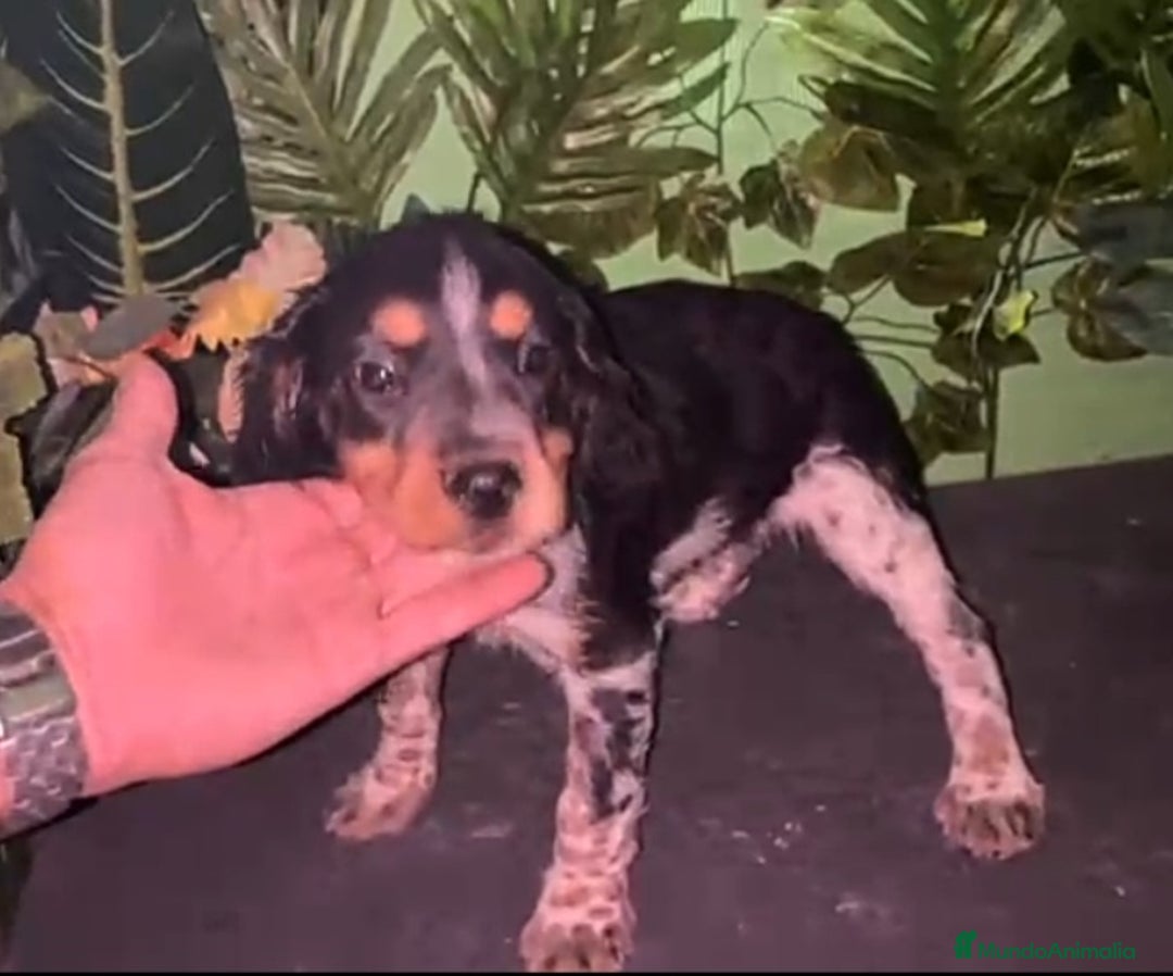 Épagneul Breton perros en venta: Excelentes cachorros spaniel bretón  - Imagen 1