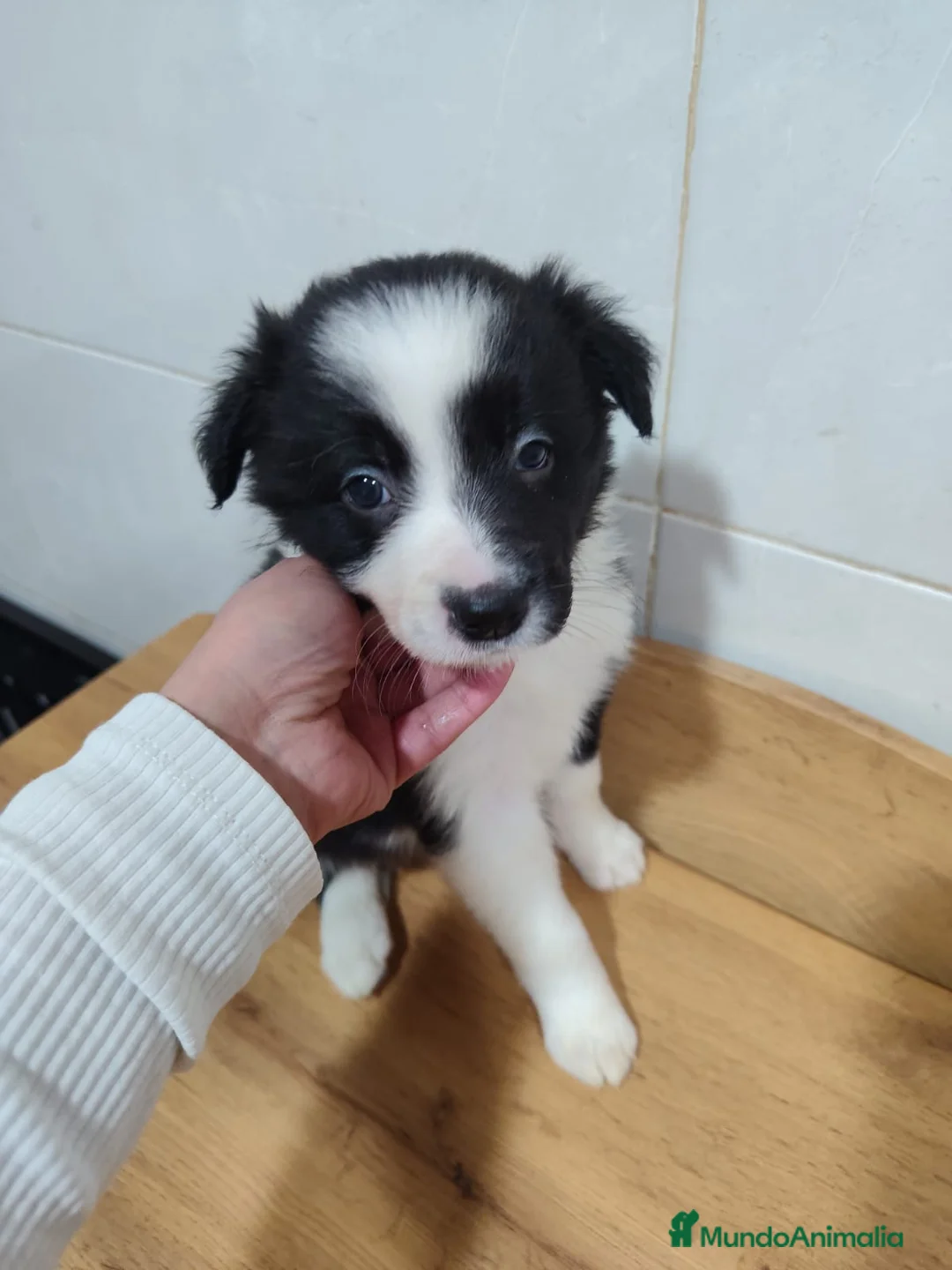 Border Collie perros en venta: Cachorros de Border Collie machos y hembras - Anuncio 13