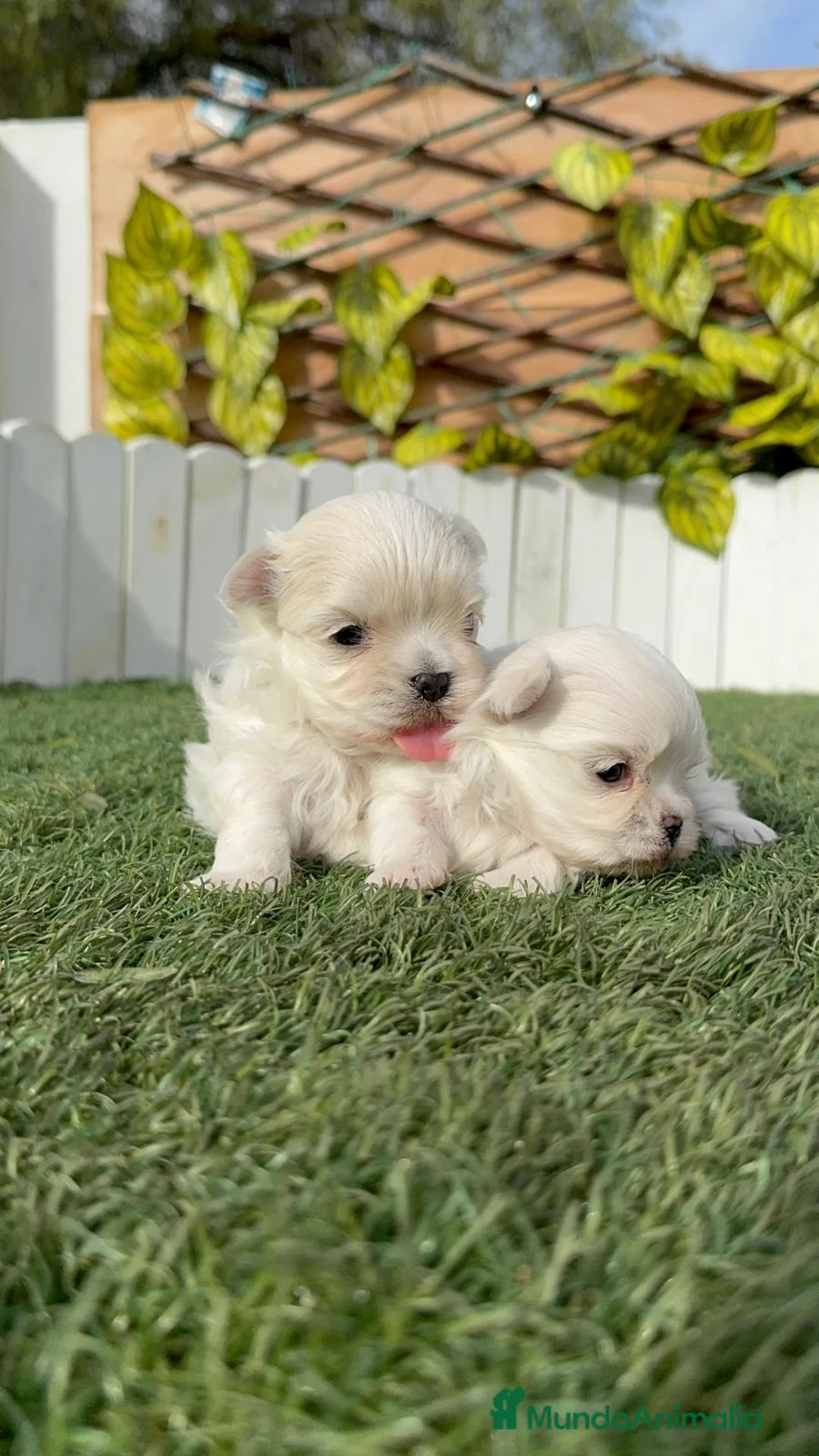 Bichón Maltés perros en venta: BICHON MALTES 100X100 COREANO - Anuncio 7