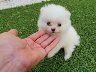 Pomerania perros Lulu pomerania toy blancos y cremas - Anuncio 4