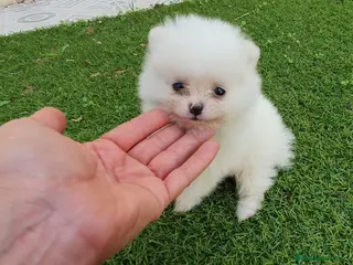 Pomerania perros Lulu pomerania toy blancos y cremas - Anuncio 40