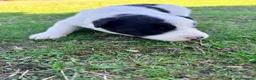 Border Collie perros en venta: Border collie - Anuncio 15