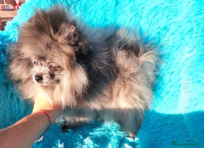 Imagen de galería {{count}}