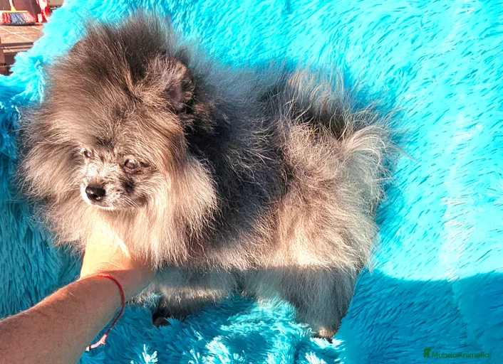 Imagen de galería {{count}}