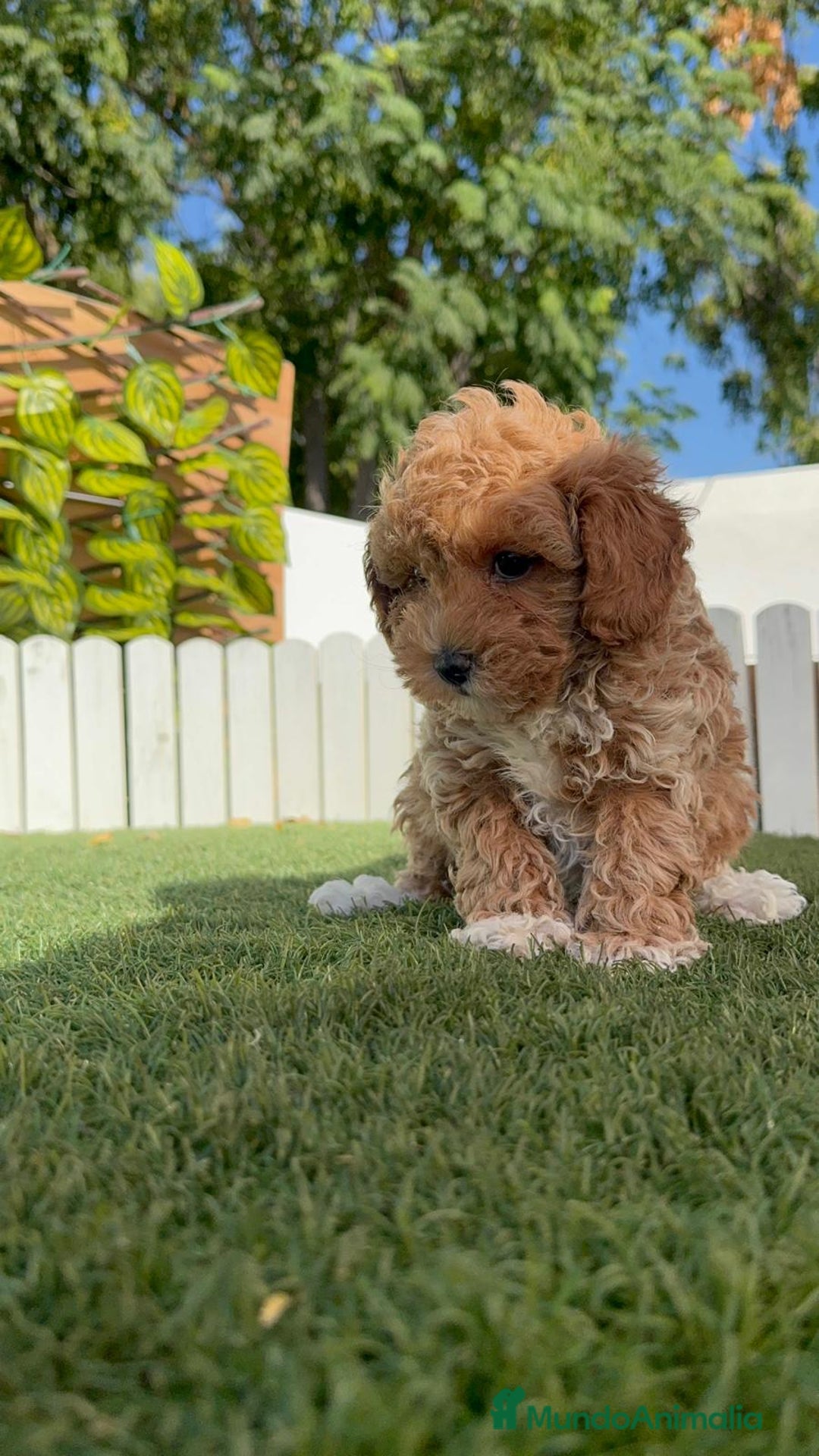 Caniche Toy perros en venta: CANICHE TOY MACHO - Imagen 4