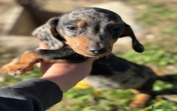 Teckel Miniatura perros en venta: TECKEL MINIATURA ARLEQUIN - Anuncio 2