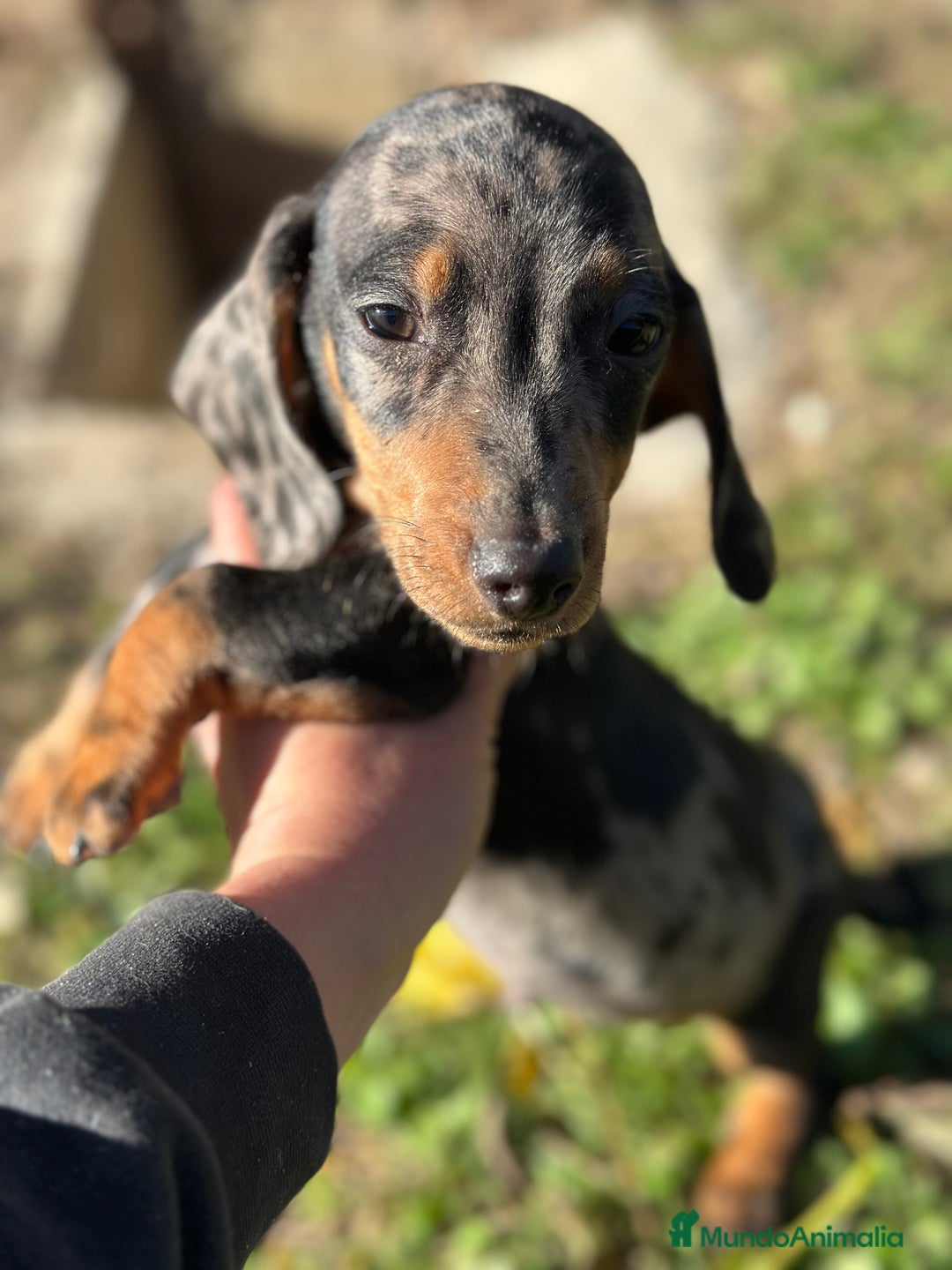 Teckel Miniatura perros en venta: TECKEL MINIATURA ARLEQUIN - Anuncio 2