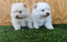 Pomsky perros en venta: Pomsky  - Imagen 2