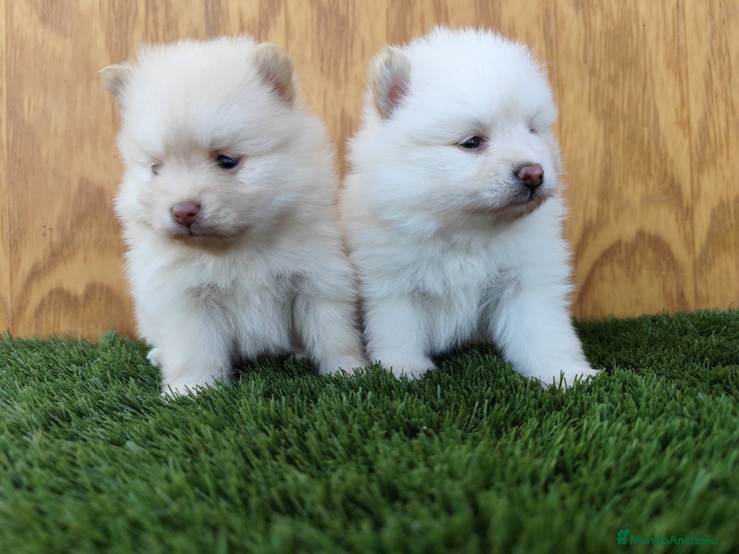Pomsky perros en venta: Pomsky  - Imagen 2