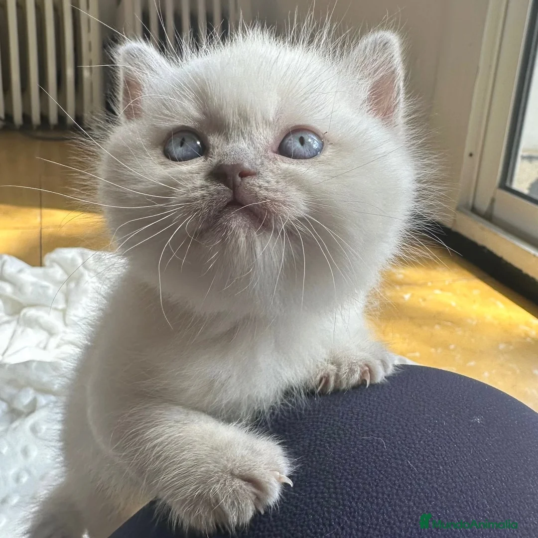 Británico de Pelo Corto gatos en venta: British Point  - Anuncio 2