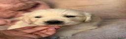 Golden Retriever perros en venta: GOLDEN RETRIEVER - Anuncio 6