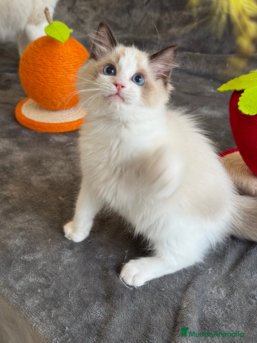 Ragdoll gatos en venta: Gatito Ragdoll - Imagen 8