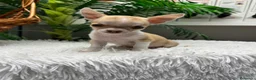 Chihuahua perros en venta: CHIHUAHUA HEMBRA - Anuncio 13