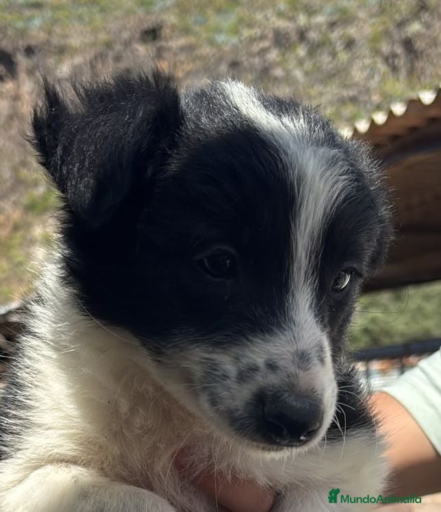 Border Collie perros Bordes Collie - Anuncio 3