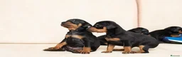 Pinscher Miniatura perros en venta: Pinscher miniatura !  - Anuncio 3