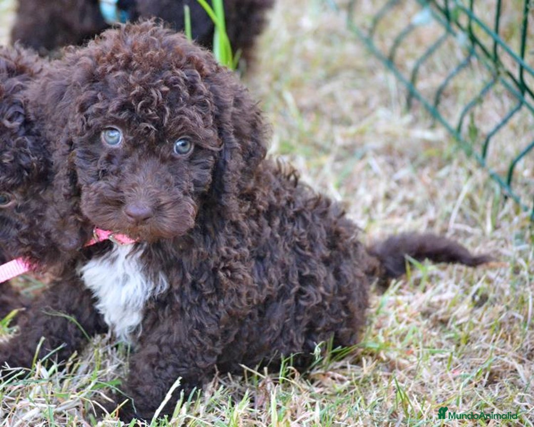 Perro de Agua Español perros en venta: Cachorros perro de agua español - Imagen 28