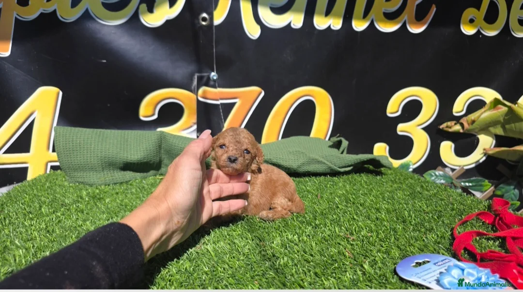 Caniche Enano perros en venta: Caniches enanos  - Anuncio 2