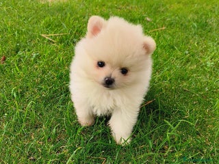 Pomerania perros en Sevilla - Anuncio 6