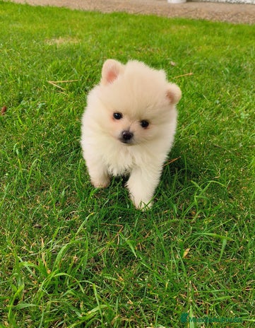 Pomerania perros en Sevilla - Anuncio 1