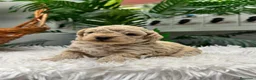 Maltipoo perros en venta: MALTIPOO HEMBRA - Anuncio 15