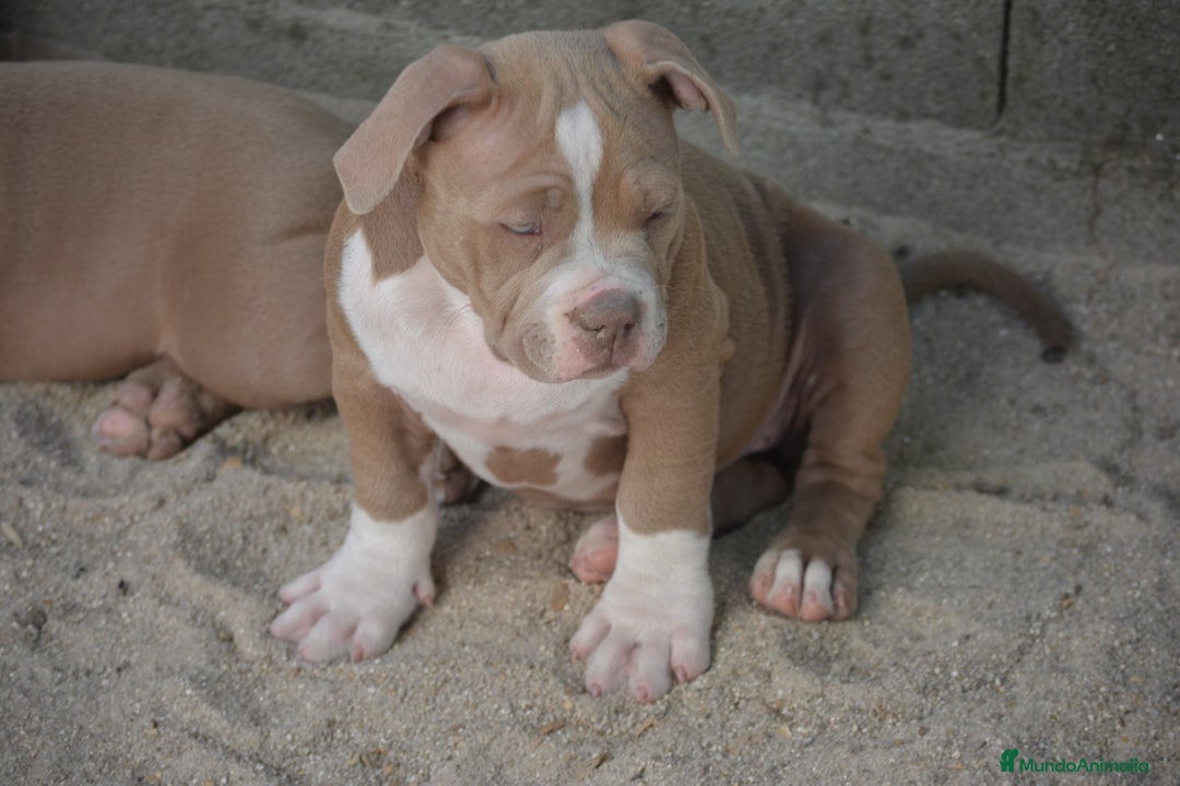 American Bully perros en venta: Cachorros American Bully  en Ourense - Imagen 7