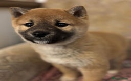 Shiba Inu perros en venta: CACHORROS SHIBA INU - Imagen 4
