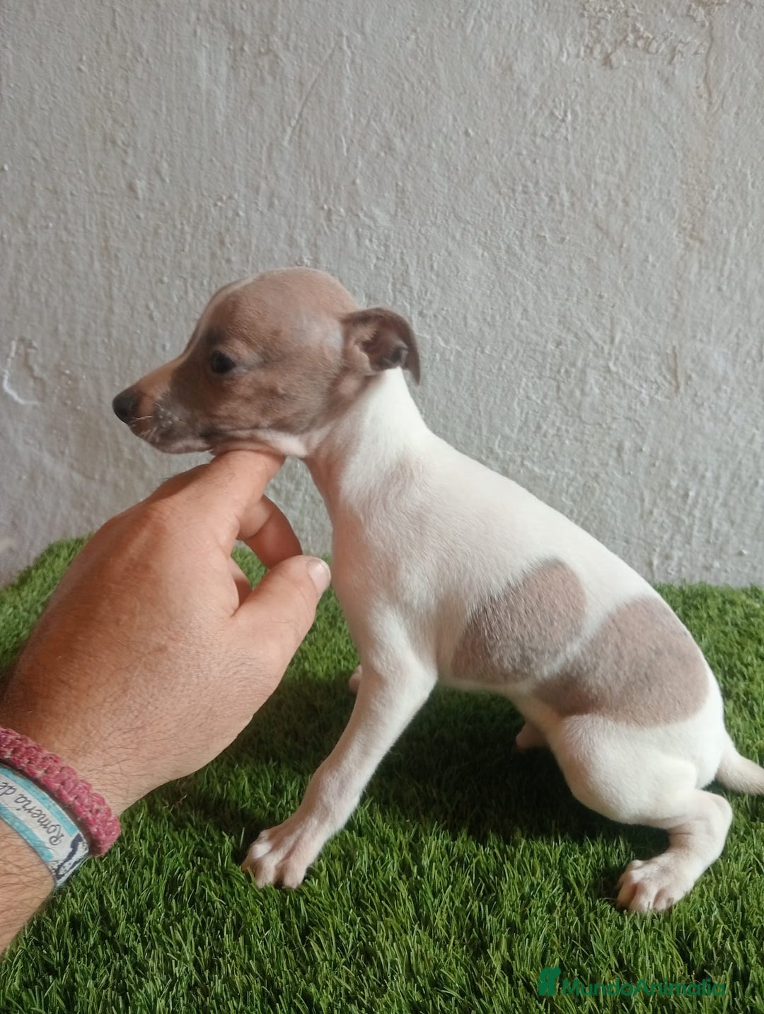 Pequeño Lebrel Italiano perros en venta: Piccolo italiano  - Imagen 2