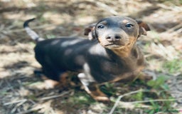Pinscher Alemán perros en venta: PINSCHER ALEMÁN OPORTUNIDAD - Imagen 9