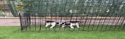 Gos Rater Valencià perros en venta: Rateros valencianos  - Anuncio 1