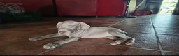 Weimaraner perros en venta: Cachorros Weimaraner  - Anuncio 2