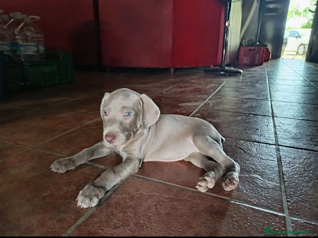 Weimaraner perros en venta: Cachorros Weimaraner  - Anuncio 2