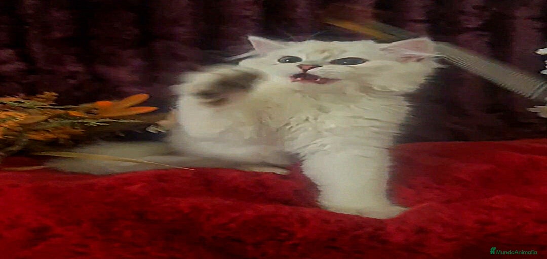 Imagen de galería {{count}}