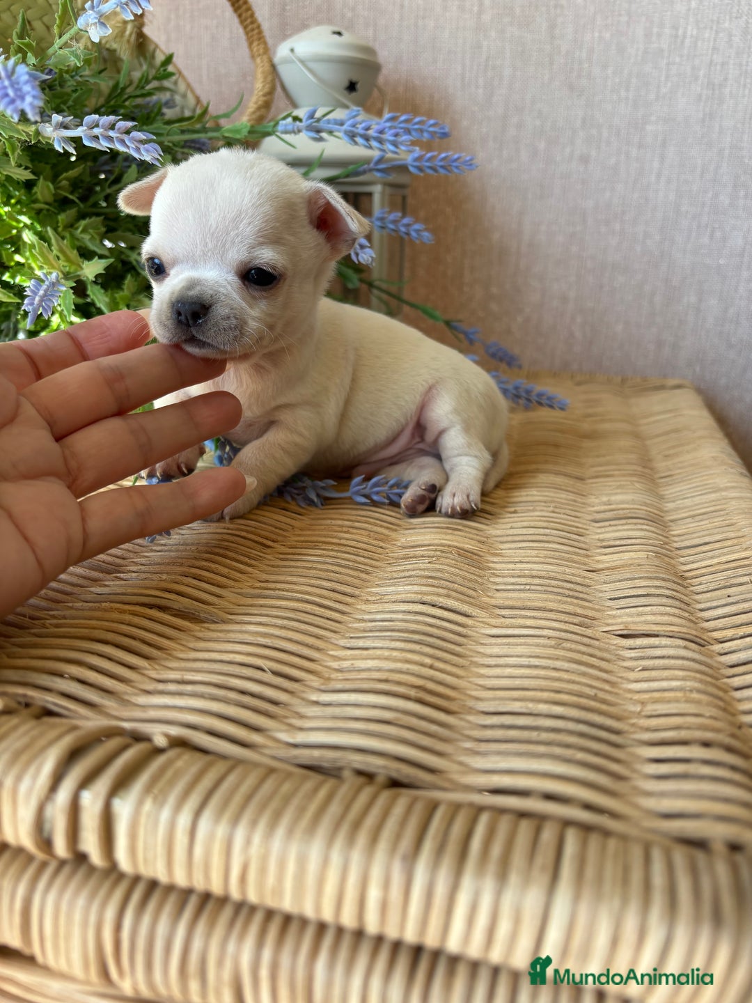 Chihuahua perros en venta: Chihuahua toy entrega en diciembre!! - Imagen 1