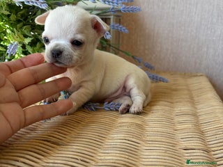 Chihuahua perros - Anuncio 3