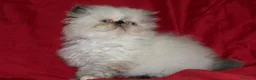 Himalayo gatos en venta: GATITOS PERSAS HIMALAYOS  en Toledo - Anuncio 5