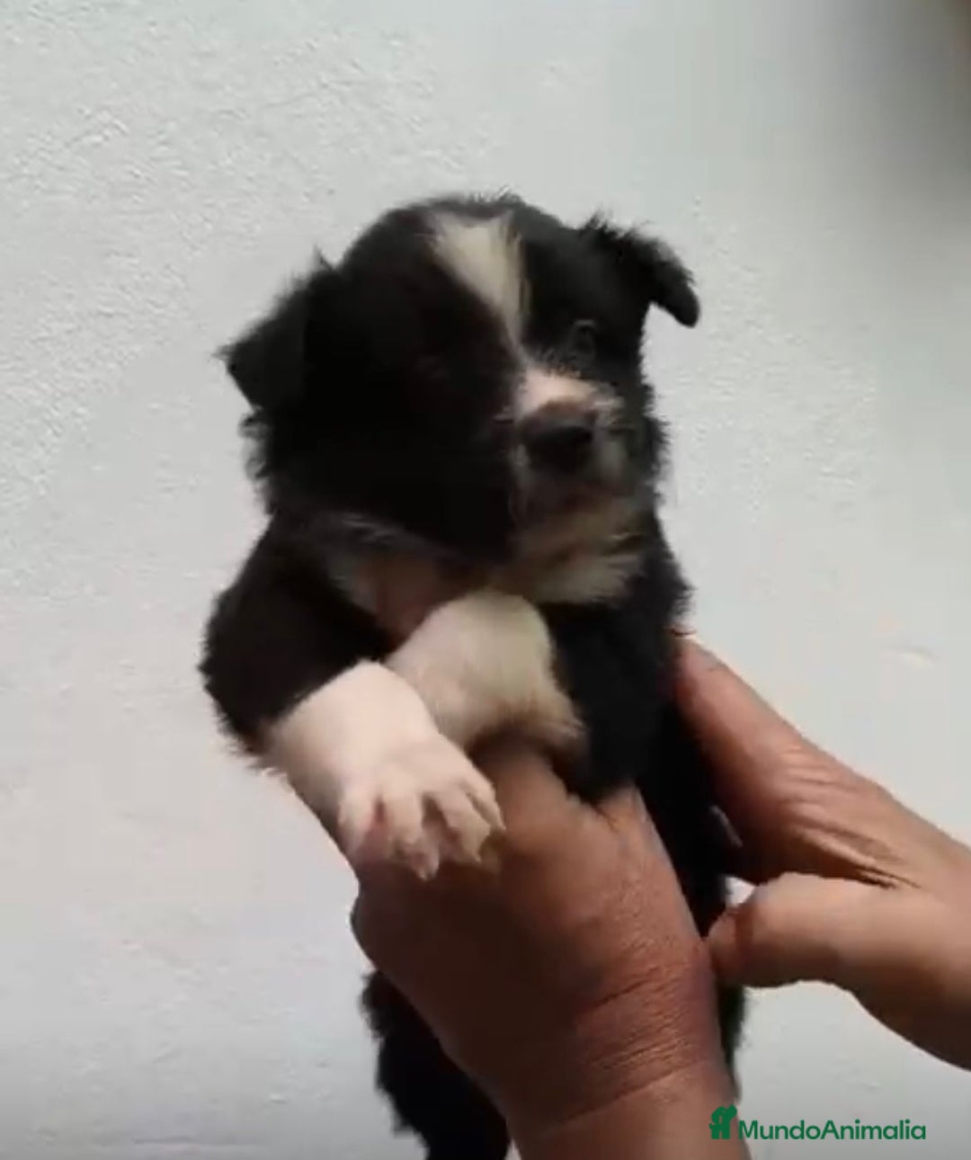 Border Collie perros en venta: BORDER COLLIE NUEVA CAMADA  - Imagen 4