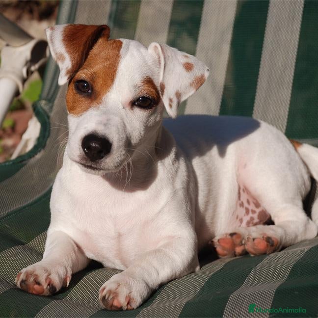 Jack Russell Terrier perros Jack Russell juguetones bicolor hembra  - Anuncio 2