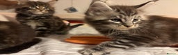 Maine Coon gatos en venta: Gatitos maine coon machitos - Anuncio 3