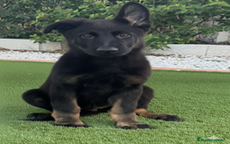 Pastor Alemán perros en venta: Cachorros de pastor alemán negro calzado - Imagen 2