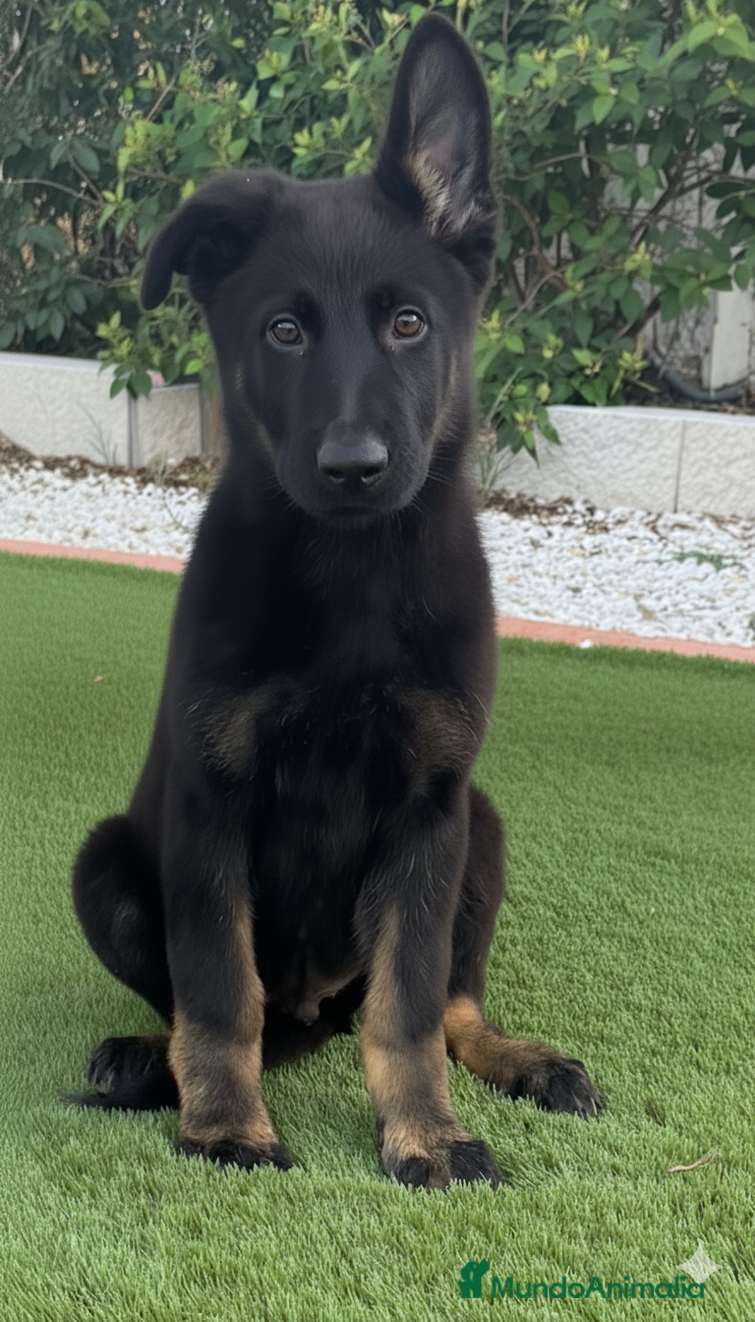 Pastor Alemán perros en venta: Cachorros de pastor alemán negro calzado - Imagen 2