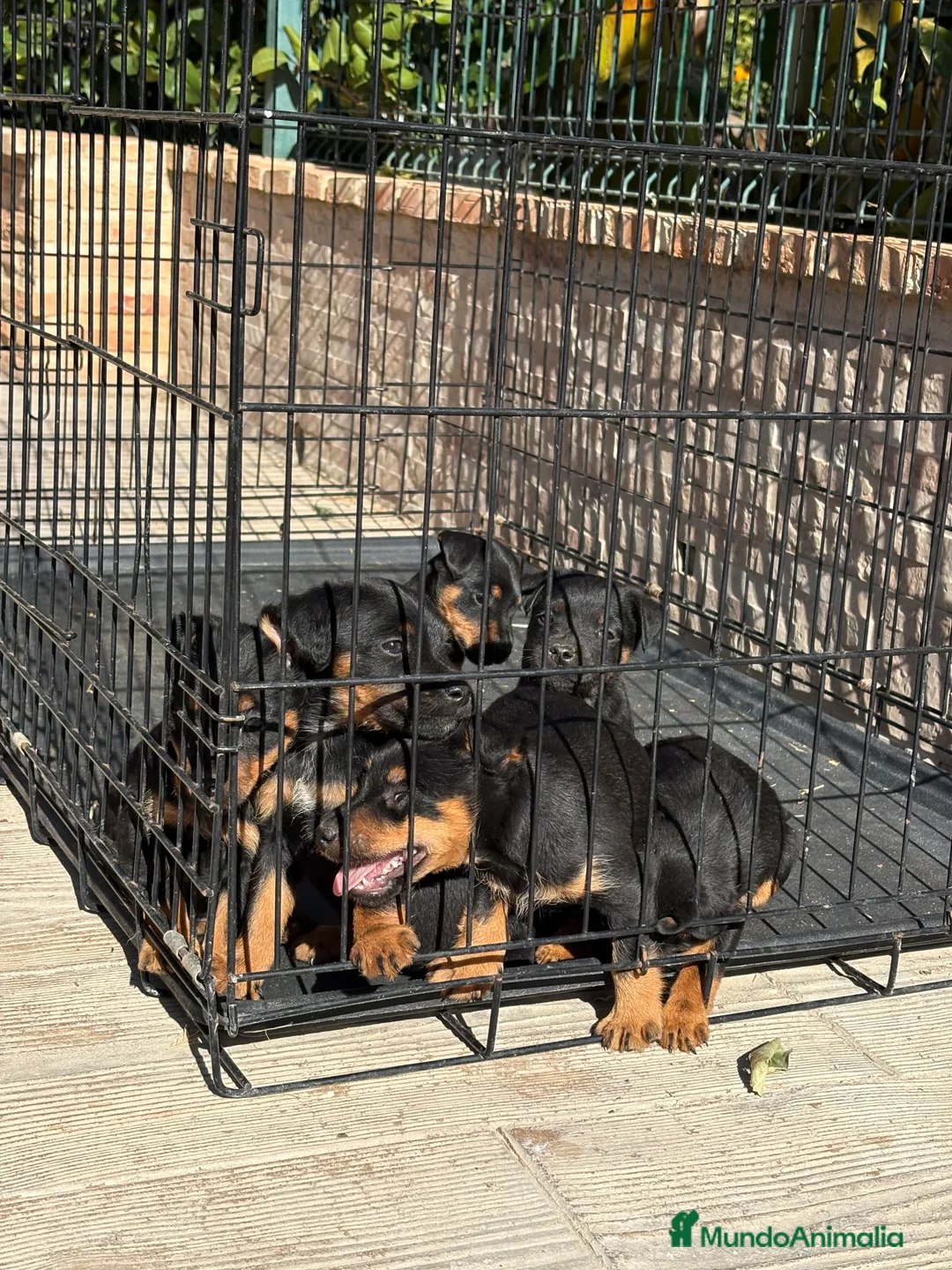 Terrier Alemán de Caza perros en venta: Disponibles cachorros Jagd terrier  - Anuncio 15