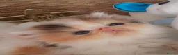 Persa gatos en venta: GATITOS PERSAS CAREY TRICOLOR  en Valencia - Anuncio 3