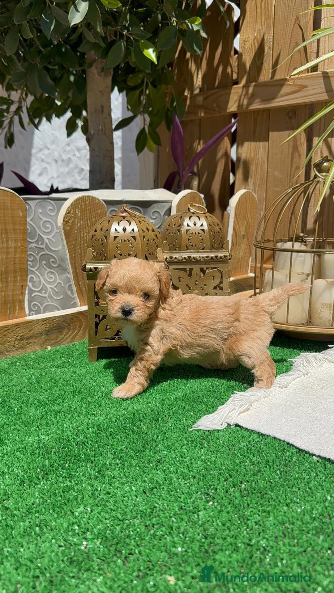 Maltipoo perros en venta: Maltipoo Toy Macho Rojo disponible  - Anuncio 2